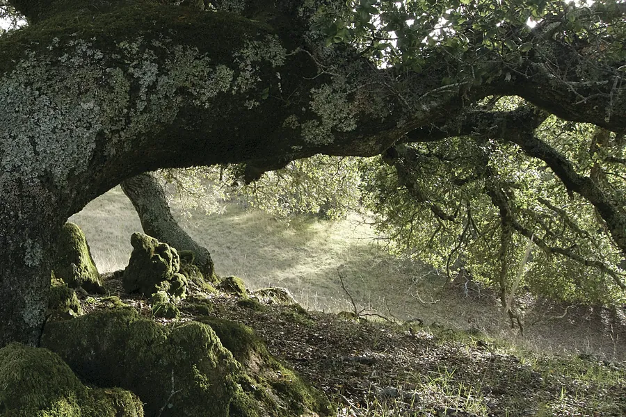 Árbol de raíces expuestas sobre roca