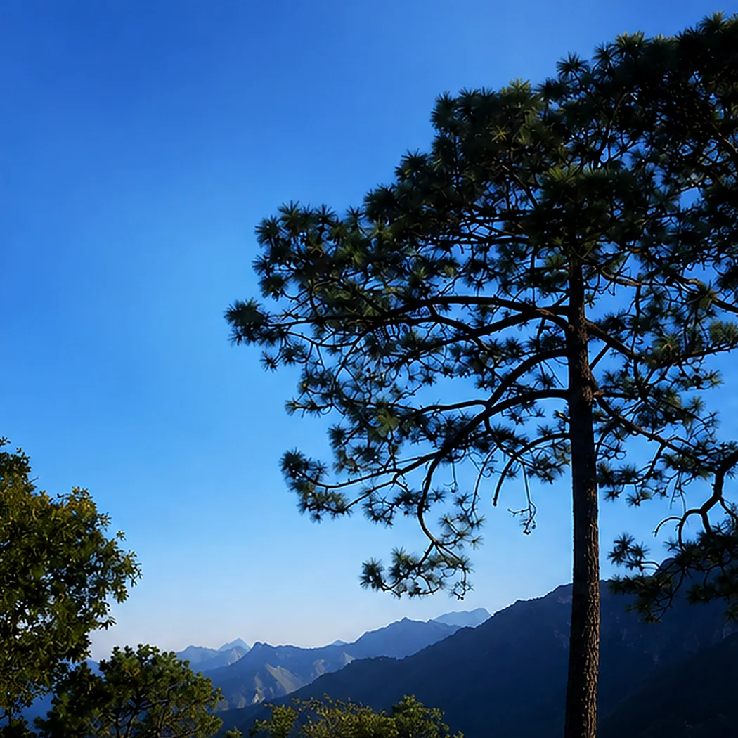Pino maduro sobre una cresta de la sierra, con las cordilleras azules al fondo