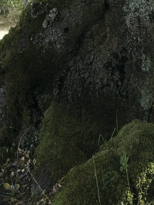Corteza de un árbol maduro, textura de años acumulados